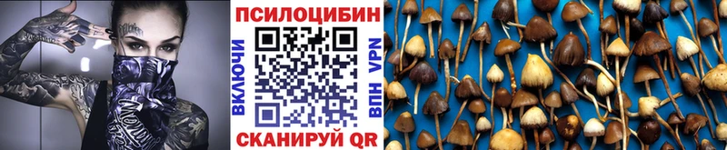 Псилоцибиновые грибы Psilocybine cubensis  omg ССЫЛКА  Новокубанск 